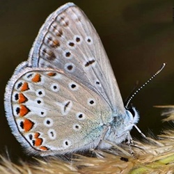 Polyommatus icarus